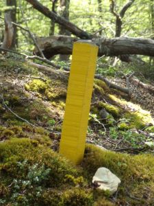 c3 The yellow markers